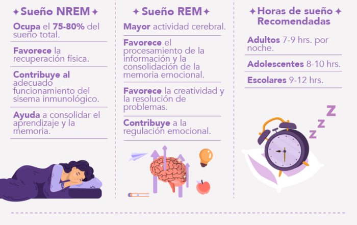 Infografía sobre sueño reparador explicando fases NREM y REM, beneficios cerebrales y horas recomendadas de descanso.